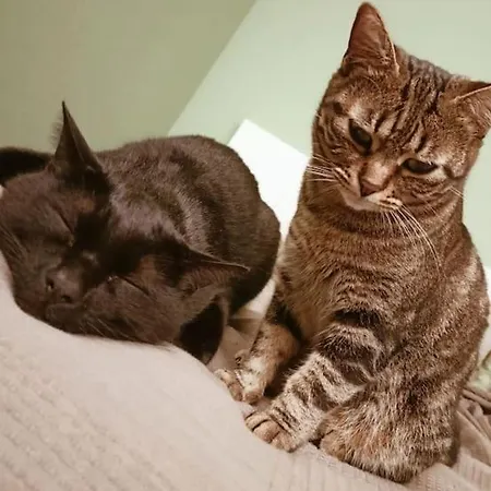 Bed & Breakfast Noel's *